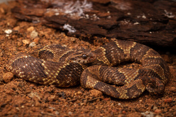 close up of a snake