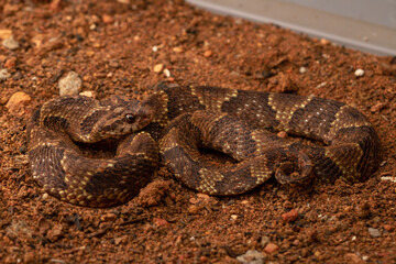 snake in the sand
