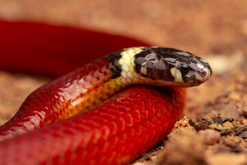 close up of a snake