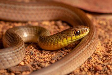 snake in the grass