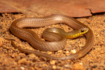 close up of a snake