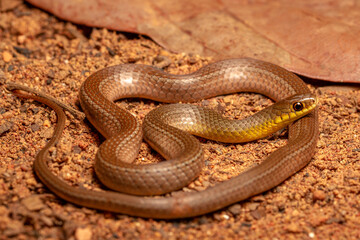 snake on the ground