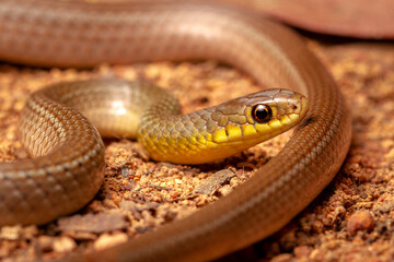 close up of a snake