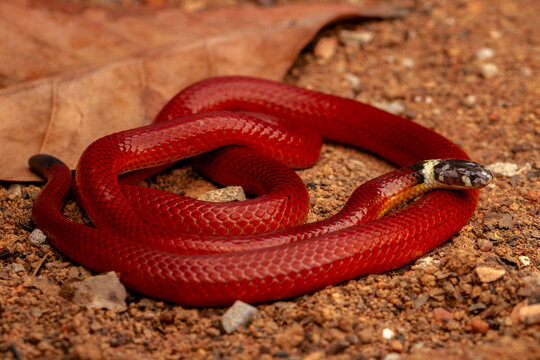 snake in the sun