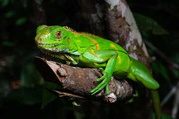 green lizard on a tree