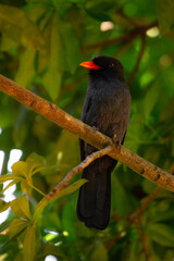 red winged blackbird