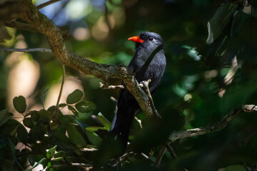 red billed hornbill