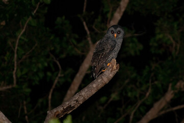 black owl in the forest