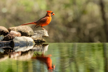 Male Northern Cardinal Perched on rock with reflection in pond