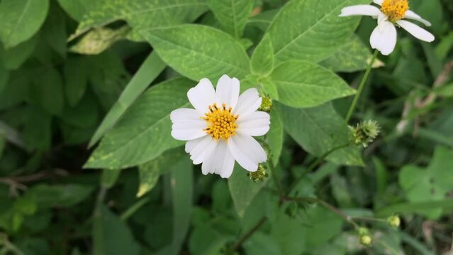 Bidens pilosa, hitch hikers, black-jack, beggarticks,  tsine, Shot in Viet Nam
