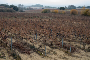 Ripe and dry bunches of red tempranillo grapes after harvest, vineyards of La Rioja wine region in Spain, Rioja Alavesa in winter
