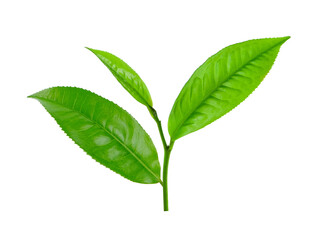 tea leaf isolated on transparent png