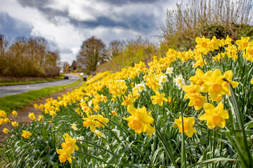 Daffodils along the roadside.