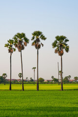 Fototapeta premium Views of tall palm trees abound in the green fields. at Sam Khok District Pathum Thani Province, Thailand. Taken on 2 Feb 2023.