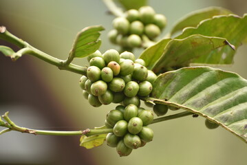 Coffea canephora or Coffea robusta, commonly known as robusta coffee is a species of coffee that has it is a species of flowering plant in the family Rubiaceae