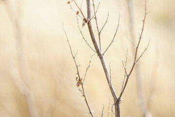 Fototapeta na wymiar Dry plant bush with thin branches growing in sunny day