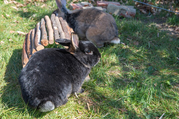 cute brown rabbits walk in the garden on the green grass behind the wire fence