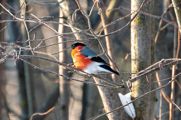 Male bullfinch in the wild.