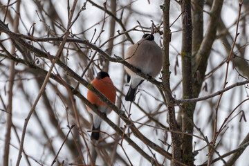 Male and female bullfinches in the wild. Birds sit on the branches of a tree.