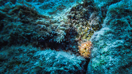 tenerife plongée seiche anemone