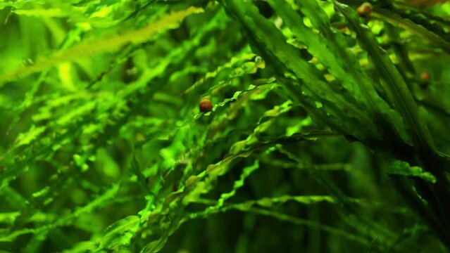 The algae in sea