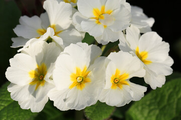 Beautiful blooming primrose in sunny March