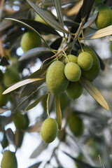 Olive tree branch with still young green olives, light-transparent leavesFresh healthy food. Harvest from a garden.  