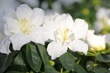 Beautiful blooming azalea in sunny March
