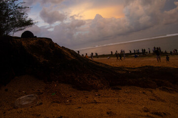 Fototapeta na wymiar the silhouette of a cut tree on the beach