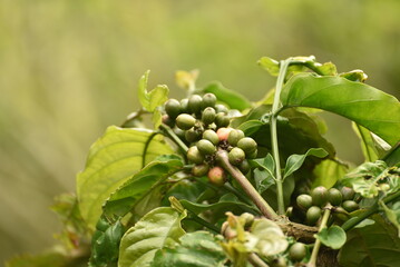 Coffea canephora or Coffea robusta, commonly known as robusta coffee is a species of coffee that has it is a species of flowering plant in the family Rubiaceae