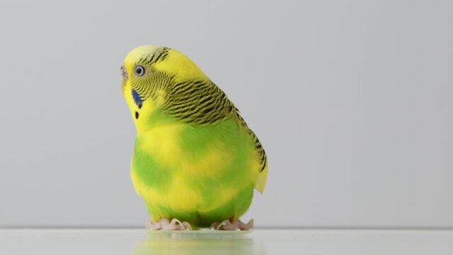 Yellow parakeet looking at the camera, then behind itself, then flys away off camera. High quality 4k footage