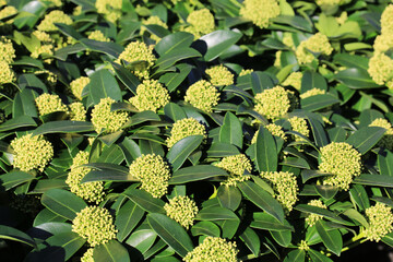Blooming Japanese skimmia in sunny March - obrazy, fototapety, plakaty