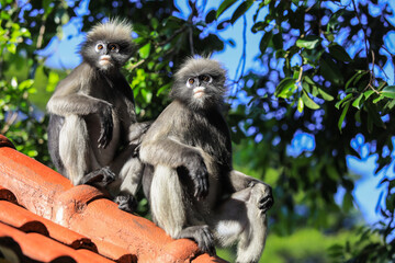Funny and Cute Dusky Langur Monkey on the Roof, Thailand