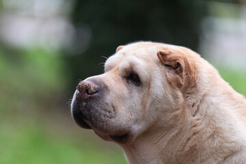 Sharpei  portrait