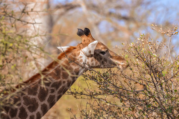 żyrafa © Tomasz