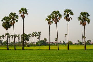 Fototapeta premium Views of tall palm trees abound in the green fields. at Sam Khok District Pathum Thani Province, Thailand. Taken on 2 Feb 2023.