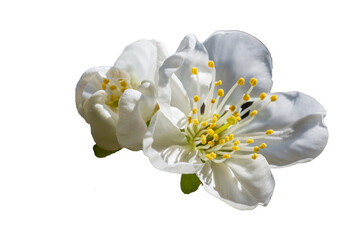Beautiful white cherry flowers on a transparent background. Close up.