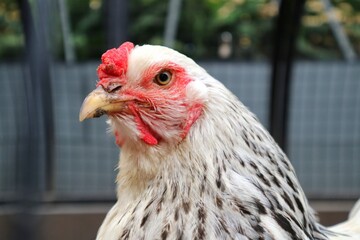 Portrait of female brahma chicken. Grey white color. close up. 
