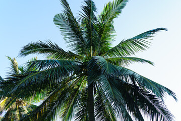 Fototapeta na wymiar Crown palm tree close-up in the sky