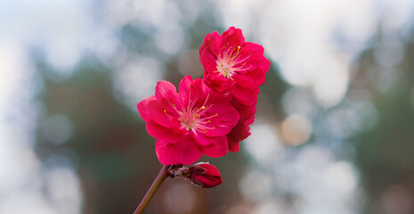 Fototapeta na wymiar Bright graceful delicate tender saturated peach flowers in spring.