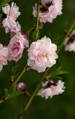 Fototapeta na wymiar Bright graceful delicate tender saturated peach flowers in spring.
