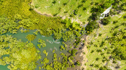 Boats among the mangroves next to the shore and palm trees. Negros, Philippines.