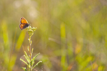 beautiful orange butterfly on green grass. A small delicate butterfly sits on top of a field grass. Sunny summer day in nature. Blurred yellow-green background, close-up, place for text