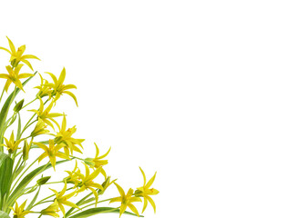 Fototapeta na wymiar Yellow Gagea lutea flowers, bud and leaves in a corner arrangement isolated on white