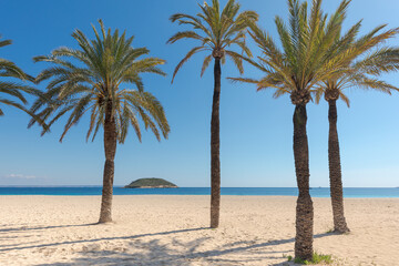 Fototapeta na wymiar Palm trees on the sand at Magaluf beach in Mallorca (Balearic Islands, Spain), with the sea and an islet in the background.