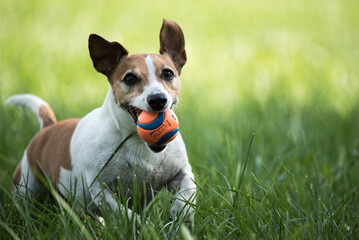 playful jack russell terrier with a ball running through grass