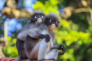 Funny and Cute Dusky Langur Monkey on the Roof, Thailand