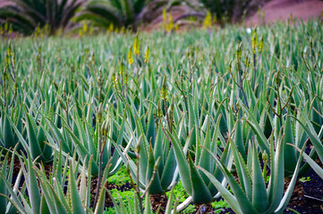 Obraz premium Aloe vera plantation, cultivation of aloe vera, healthy plant used for medicine, cosmetics, skin care, decoration