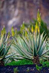 Aloe vera plantation, cultivation of aloe vera, healthy plant used for medicine, cosmetics, skin...
