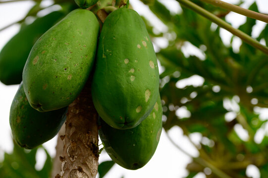 Tropical green papaya fruits hanging on tree